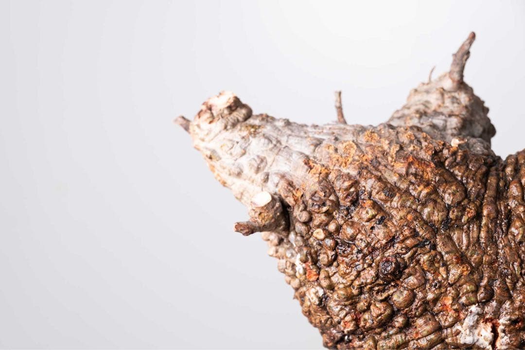 KP103 オペルクリカリア パキプス コーデックス ベアルート株　枝カット済み