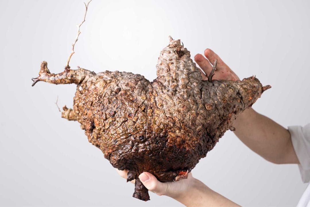 KP103 オペルクリカリア パキプス コーデックス ベアルート株　枝カット済み