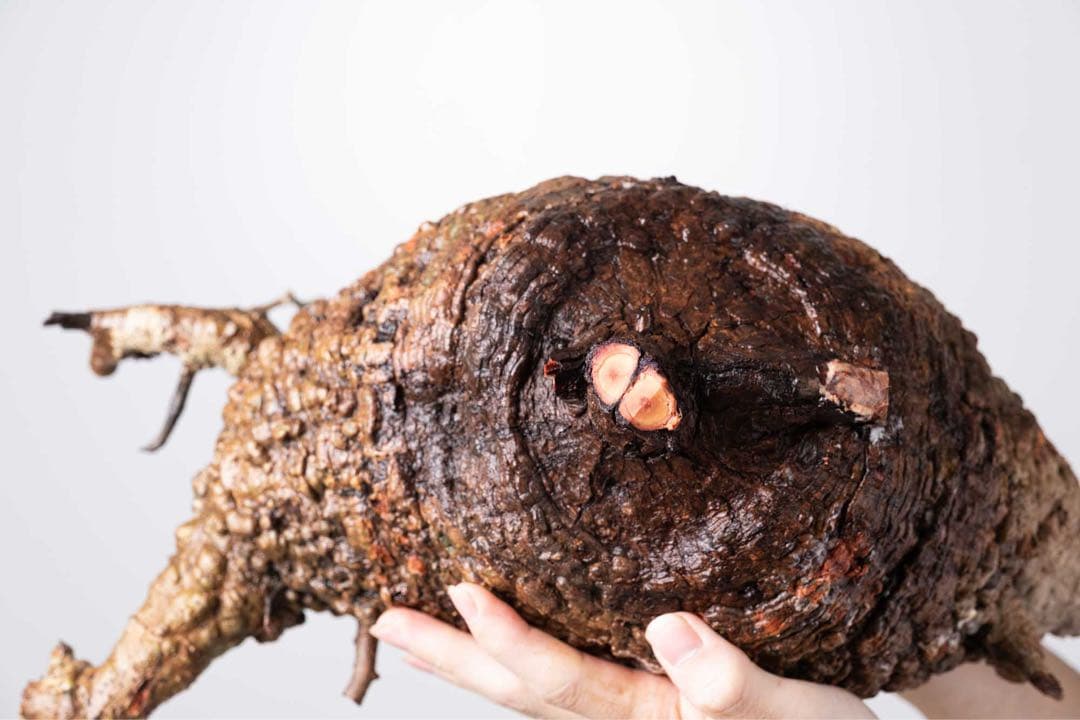 KP103 オペルクリカリア パキプス コーデックス ベアルート株　枝カット済み