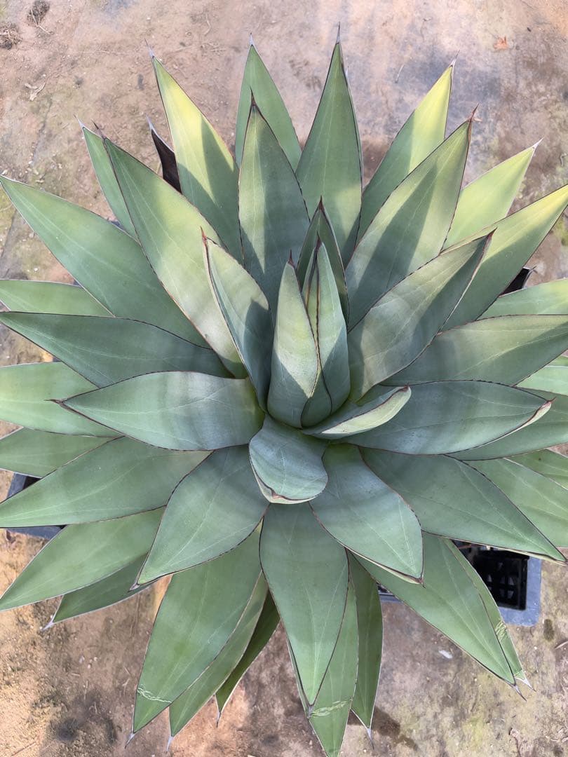 アガベ　オバティフォリア✖️ビクトリアレジーナ　大株