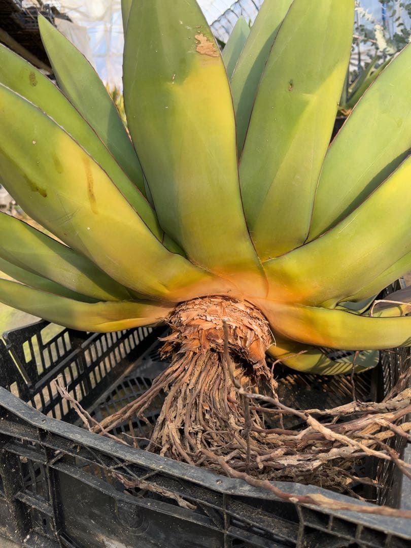 アガベ　オバティフォリア✖️ビクトリアレジーナ　大株