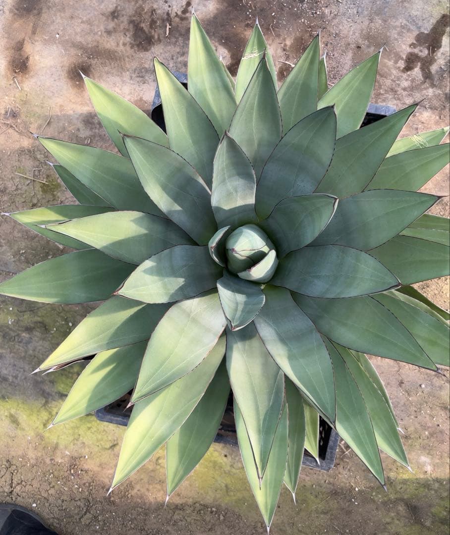 アガベ　オバティフォリア✖️ビクトリアレジーナ　大株