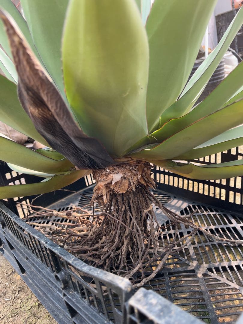 アガベ　オバティフォリア✖️ビクトリアレジーナ　大株