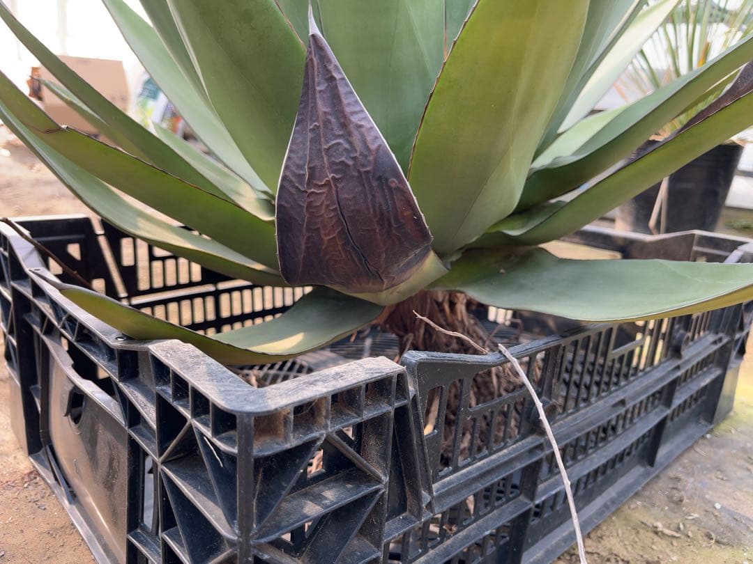 アガベ　オバティフォリア✖️ビクトリアレジーナ　大株