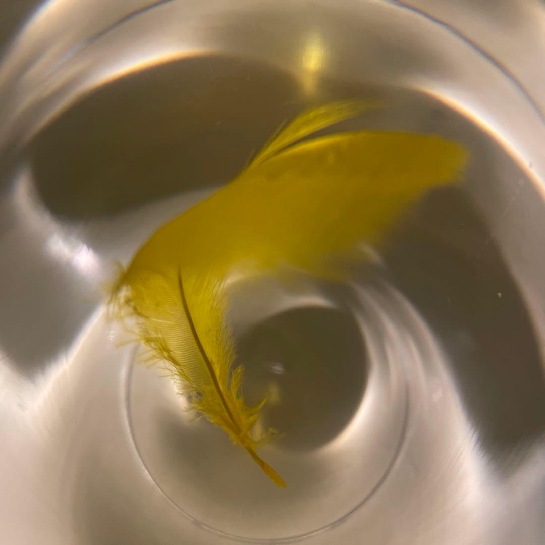 アクリルオブジェ 羽根 標本 検/倉俣史朗 羽根の封印 メンフィス ポストモダン