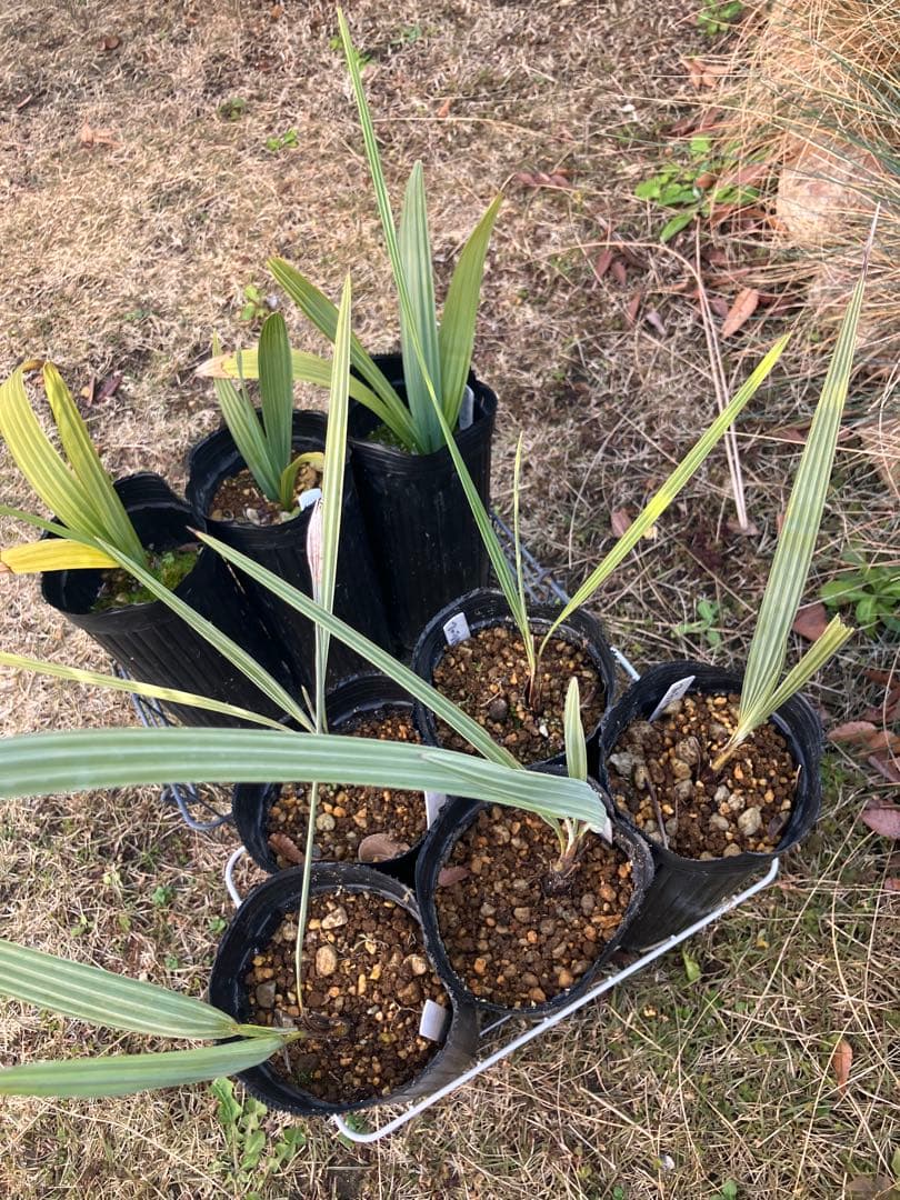 耐寒性　ヤシ　2種　計８株　ブラヘアアルマータ ５株 ミキナシサバル3株