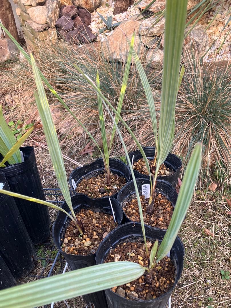 耐寒性　ヤシ　2種　計８株　ブラヘアアルマータ ５株 ミキナシサバル3株