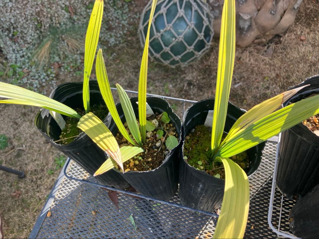 耐寒性　ヤシ　2種　計８株　ブラヘアアルマータ ５株 ミキナシサバル3株