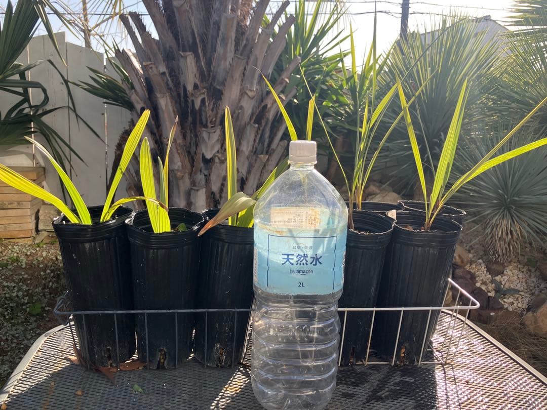 耐寒性　ヤシ　2種　計８株　ブラヘアアルマータ ５株 ミキナシサバル3株