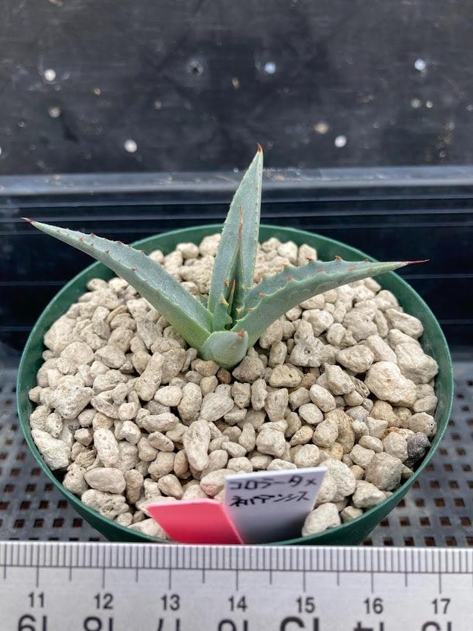 アガベ コロラータ×ネバデンシス　ハイブリッド　【2/7撮影】☆発根済子株☆