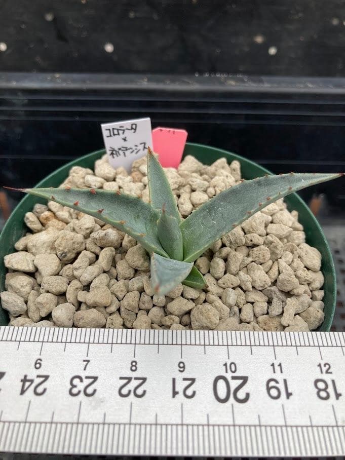 アガベ コロラータ×ネバデンシス　ハイブリッド　【2/7撮影】☆発根済子株☆