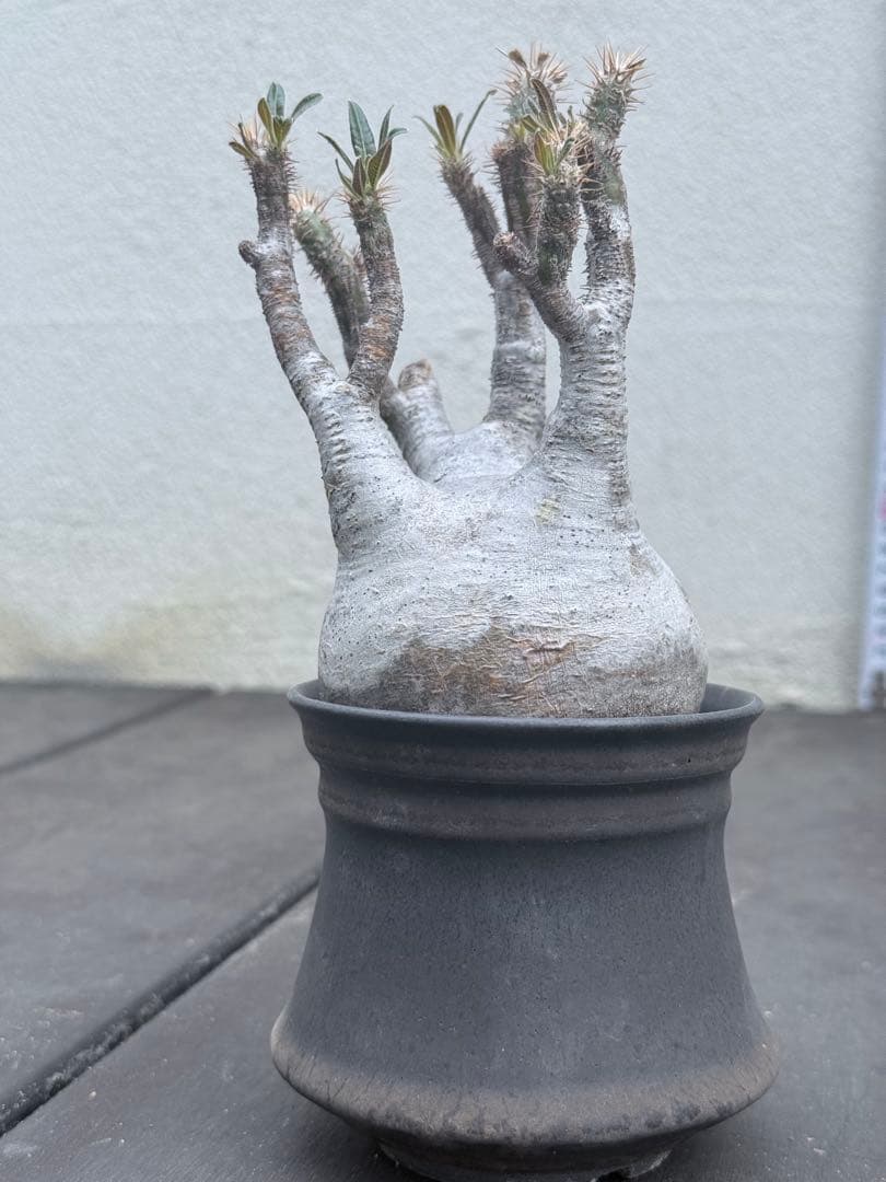 25/5/30出品 パキポディウムグラキリス(現地球) マカイエンセ　セット