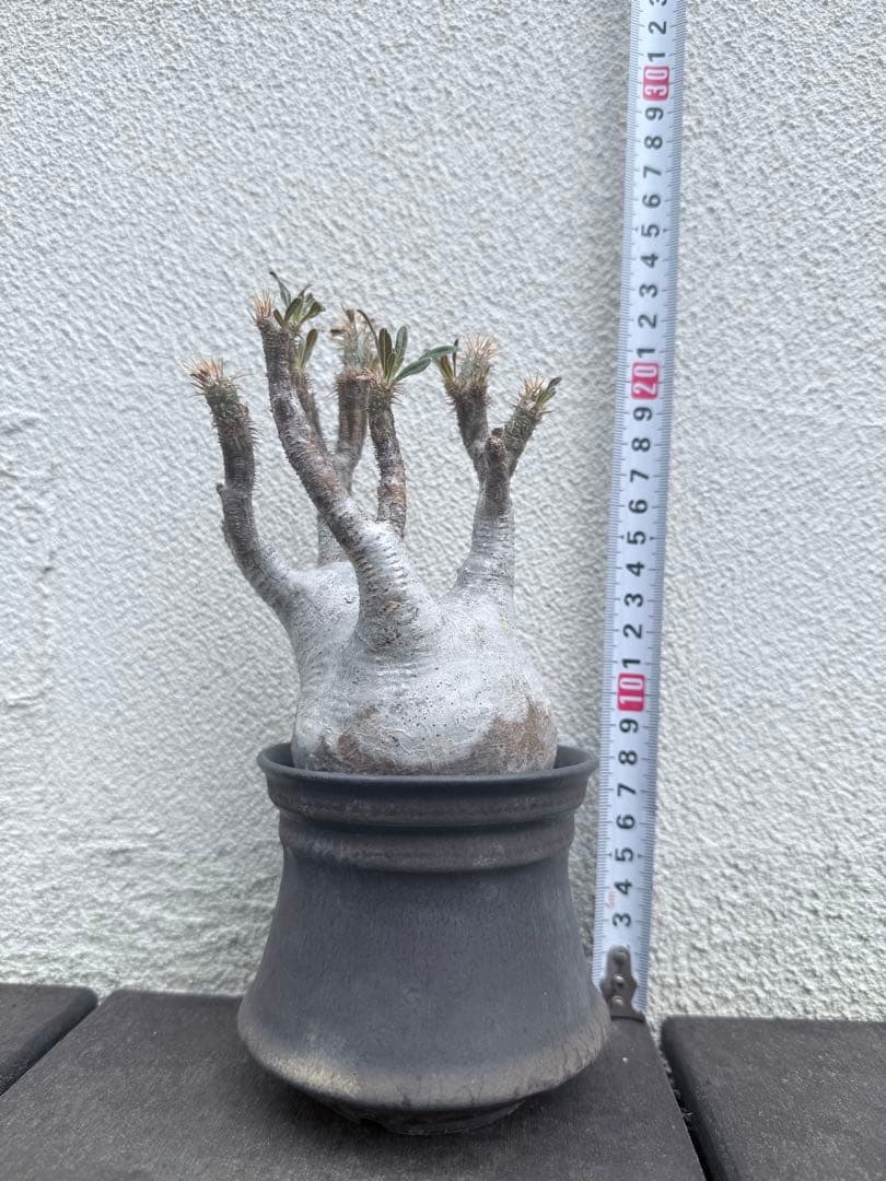 25/5/30出品 パキポディウムグラキリス(現地球) マカイエンセ　セット