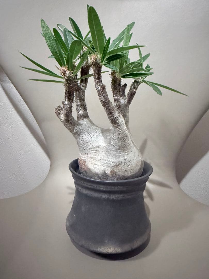 25/5/30出品 パキポディウムグラキリス(現地球) マカイエンセ　セット