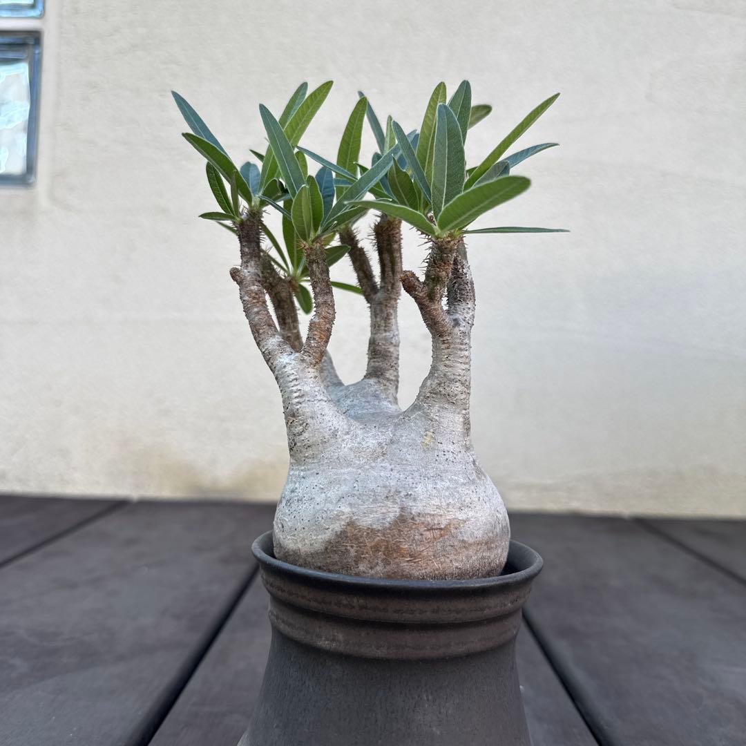 25/5/30出品 パキポディウムグラキリス(現地球) マカイエンセ　セット