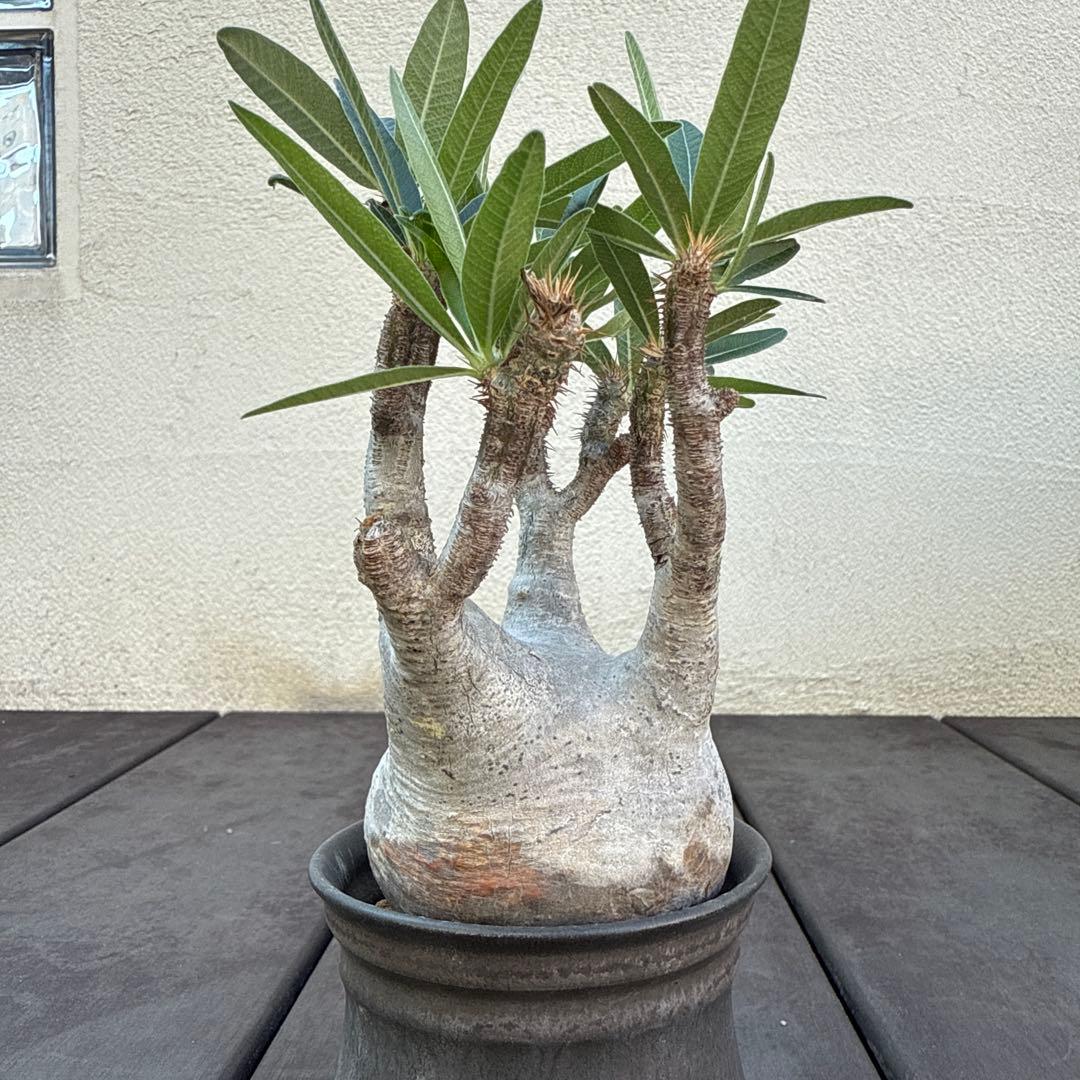 25/5/30出品 パキポディウムグラキリス(現地球) マカイエンセ　セット