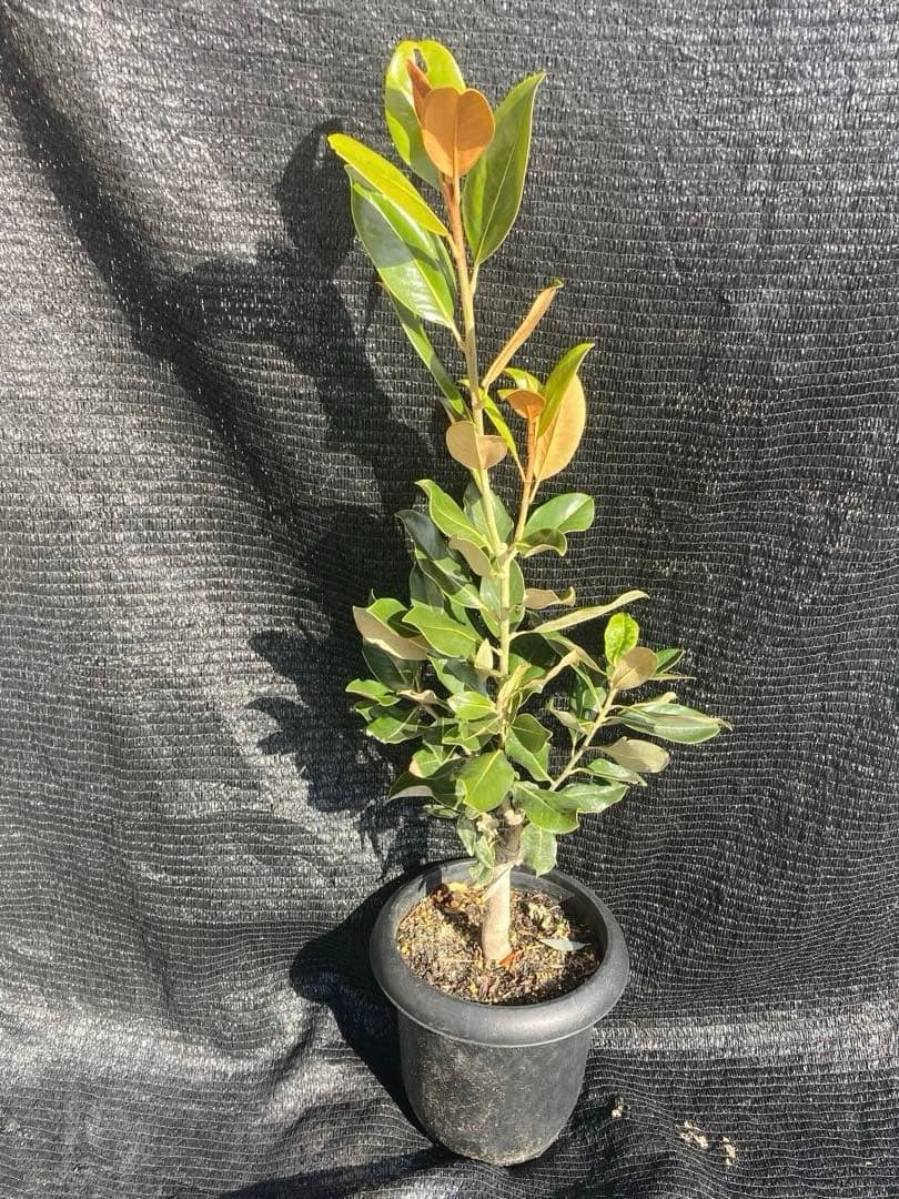 ③*:ஐ四季咲き・矮性！*:ஐ丈夫な接木・タイサンボク・苗木【リトルジェム】8号