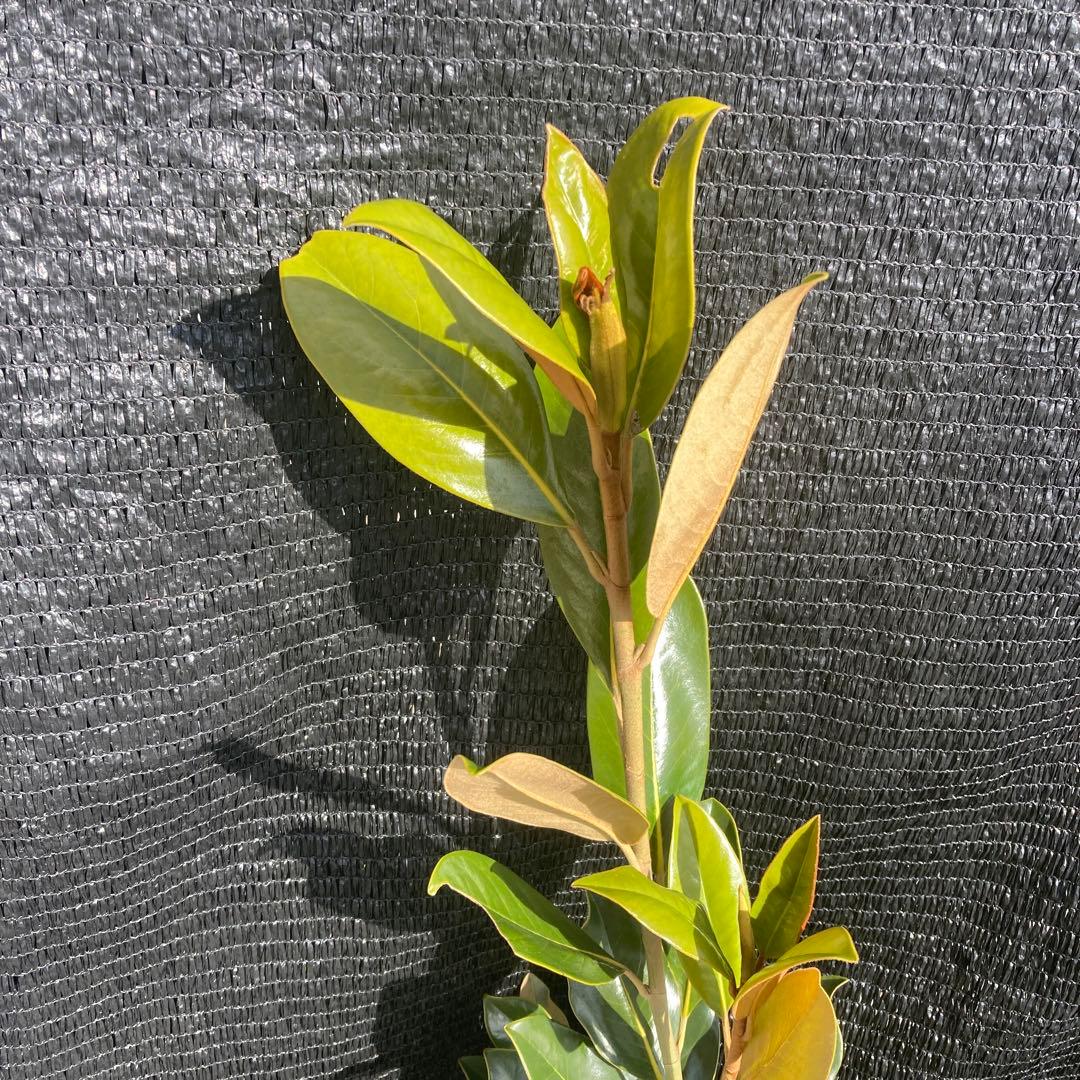 ③*:ஐ四季咲き・矮性！*:ஐ丈夫な接木・タイサンボク・苗木【リトルジェム】8号