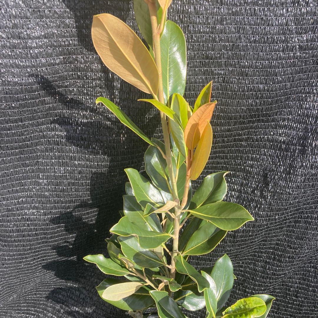 ③*:ஐ四季咲き・矮性！*:ஐ丈夫な接木・タイサンボク・苗木【リトルジェム】8号