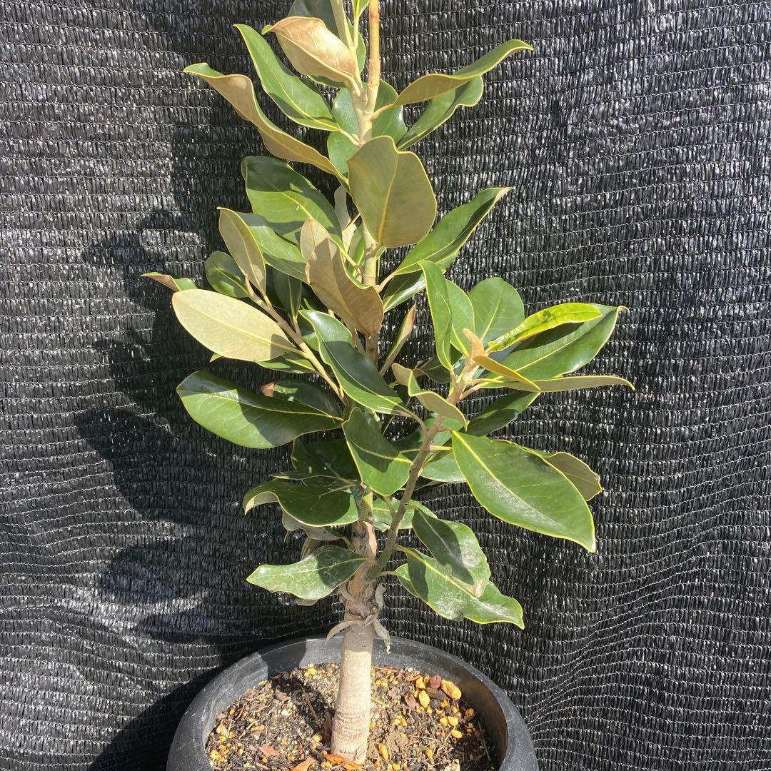 ③*:ஐ四季咲き・矮性！*:ஐ丈夫な接木・タイサンボク・苗木【リトルジェム】8号