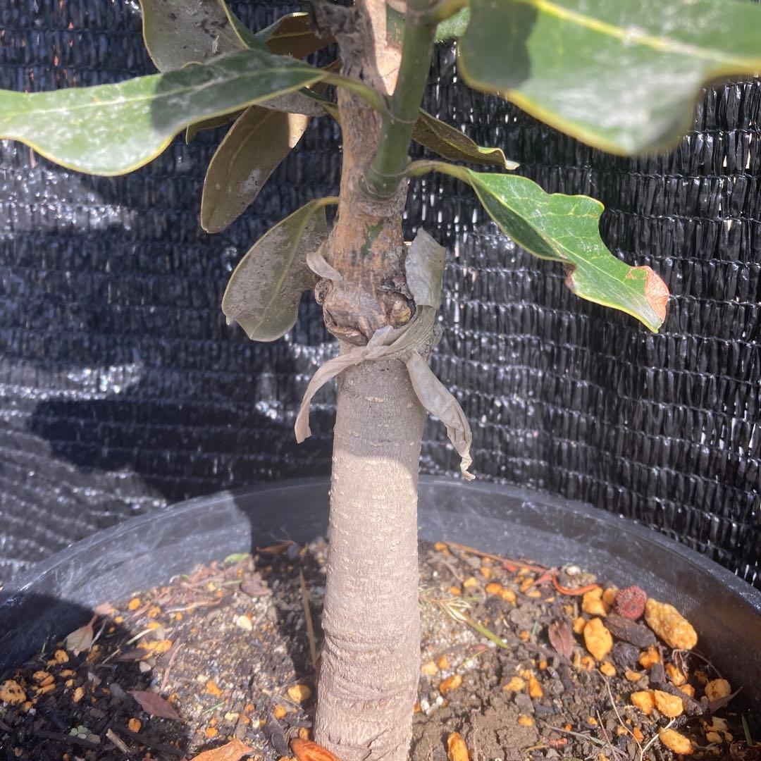 ③*:ஐ四季咲き・矮性！*:ஐ丈夫な接木・タイサンボク・苗木【リトルジェム】8号