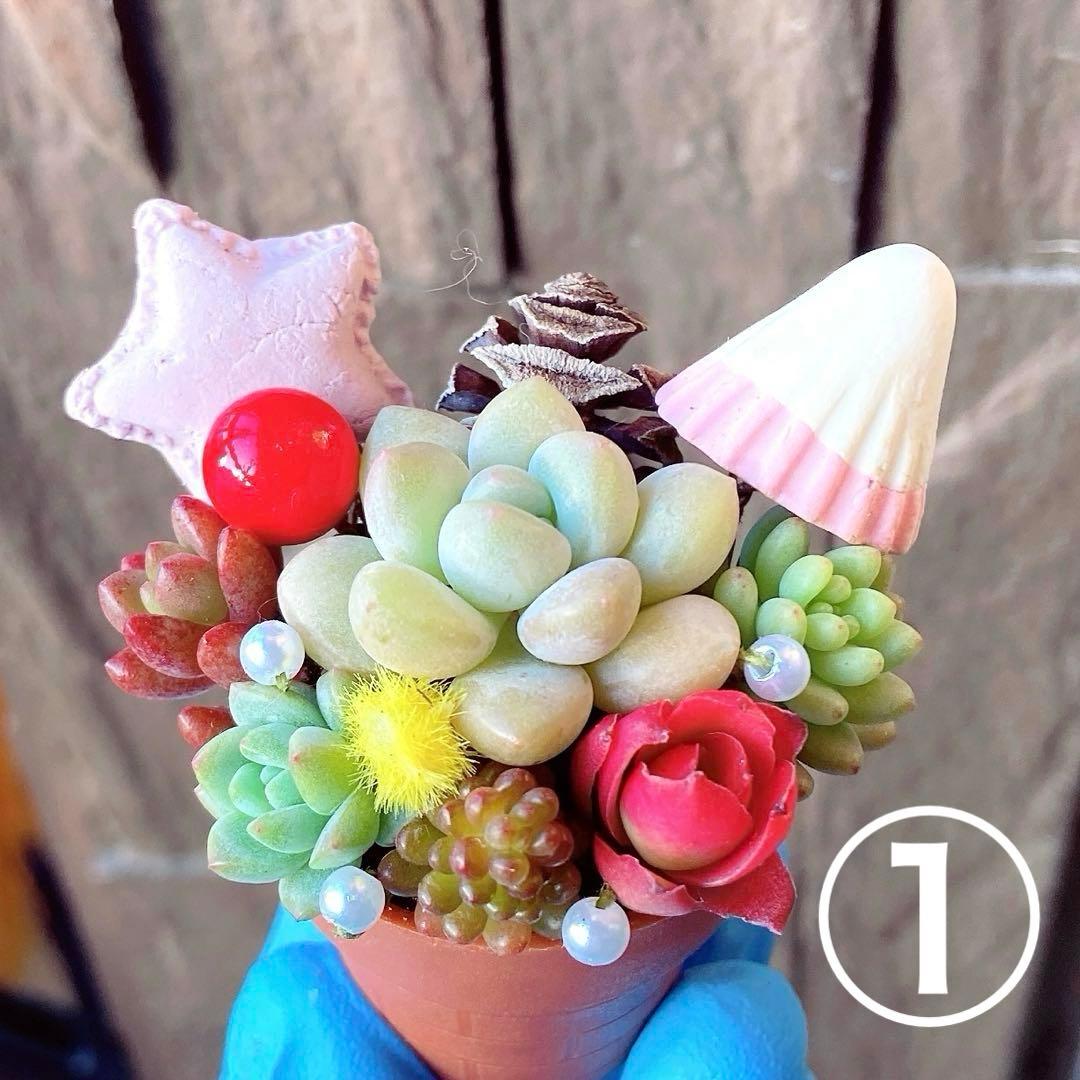 ①♥‬可愛い1寸鉢❤︎多肉植物❤︎ミニ寄せ植え❤︎そのまま飾れる❤︎