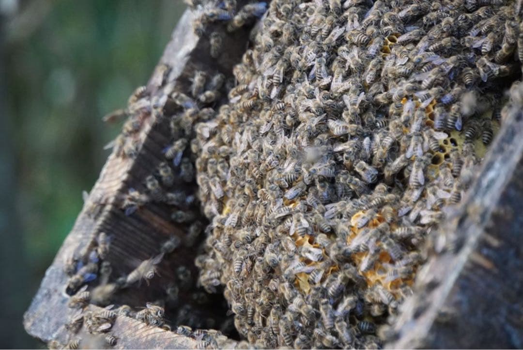 はちみつ　日本蜜蜂のハチミツ　奥山の奥の蜂蜜と花粉入りハチミツ