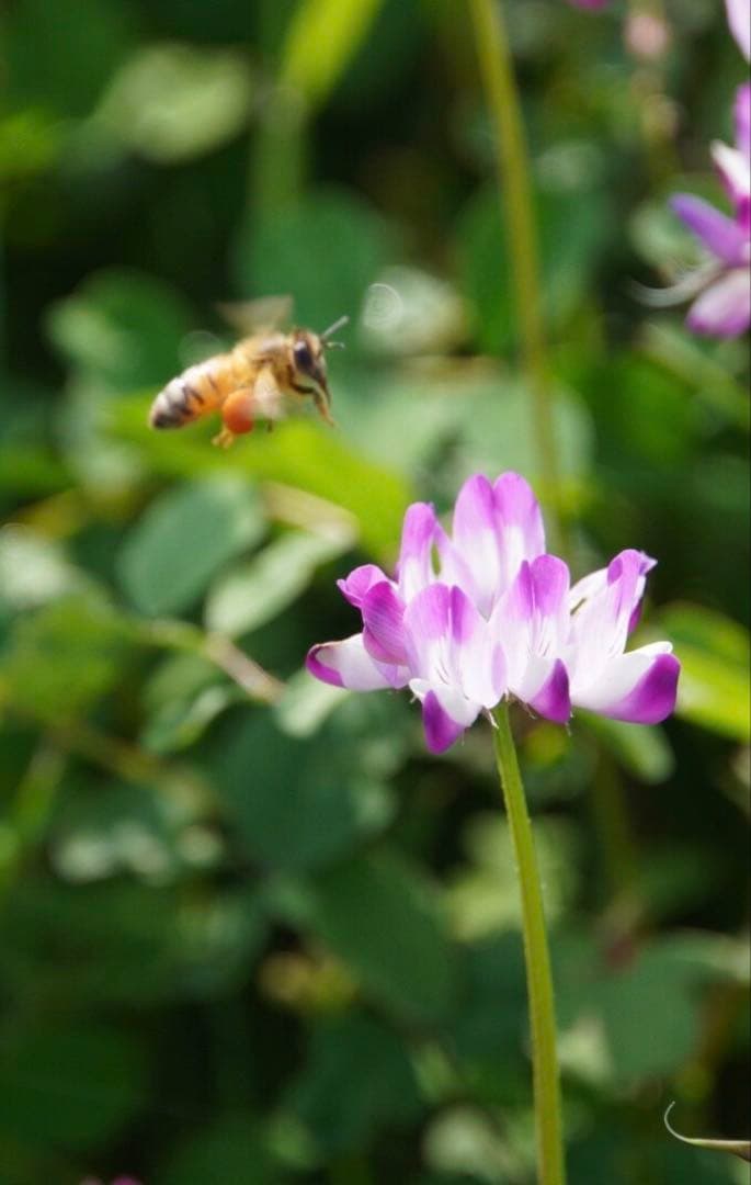 はちみつ　日本蜜蜂のハチミツ　奥山の奥の蜂蜜と花粉入りハチミツ