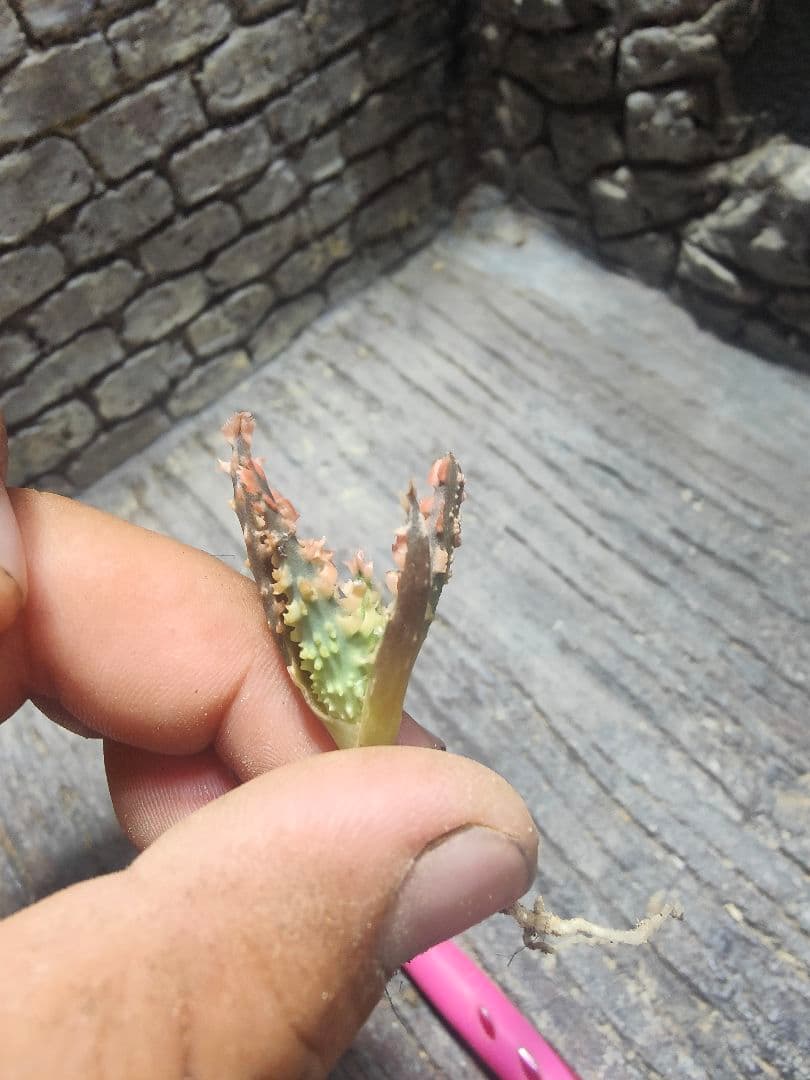 アロエ　TCTハイブリッド ライオンクイーン　赤札　J97