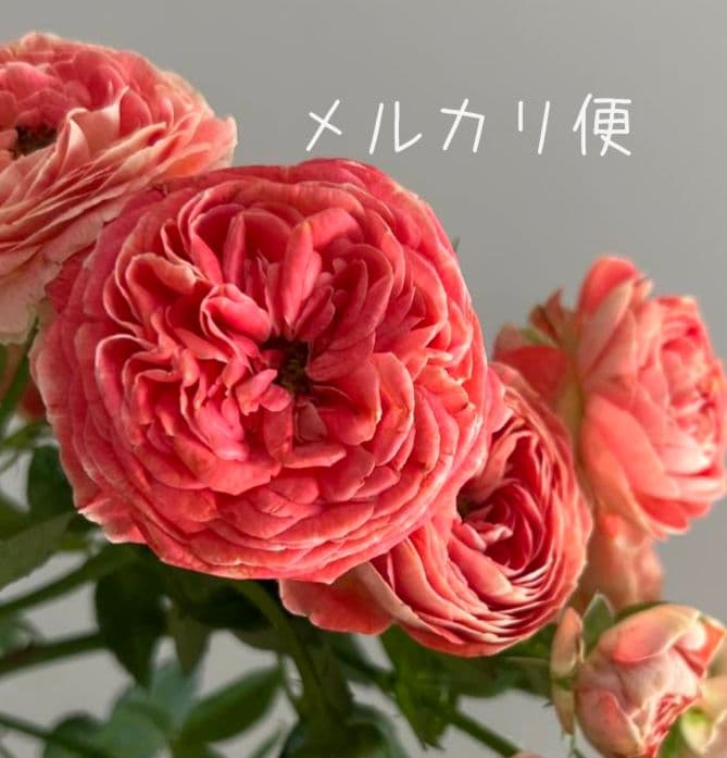 レア❀専用❀　2450円 バラ　苗　切り花品種　スミ