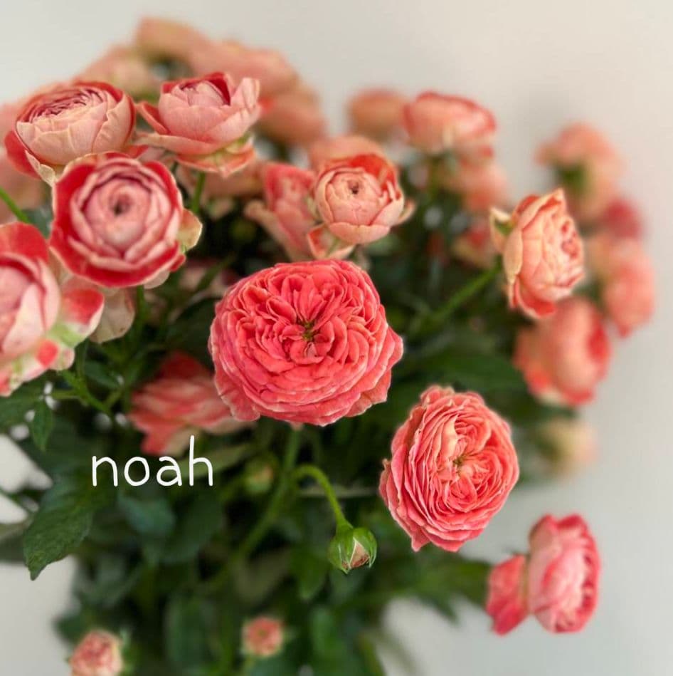 レア❀専用❀　2450円 バラ　苗　切り花品種　スミ