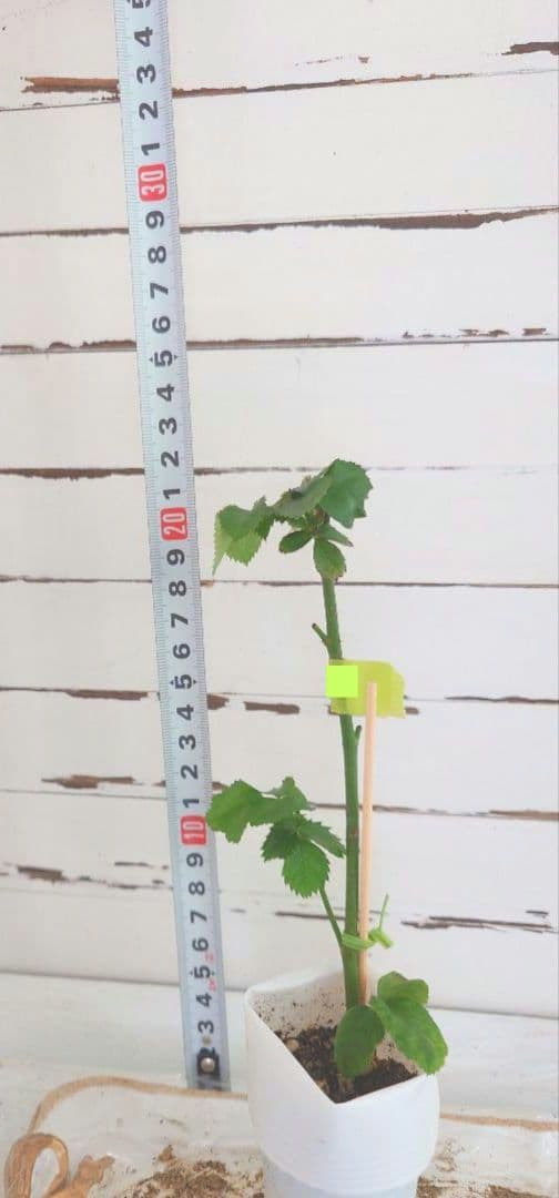 レア❀専用❀　2450円 バラ　苗　切り花品種　スミ