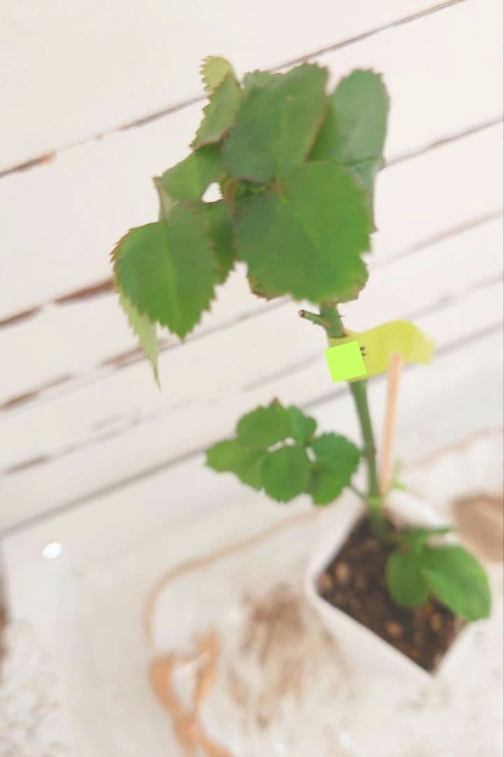 レア❀専用❀　2450円 バラ　苗　切り花品種　スミ