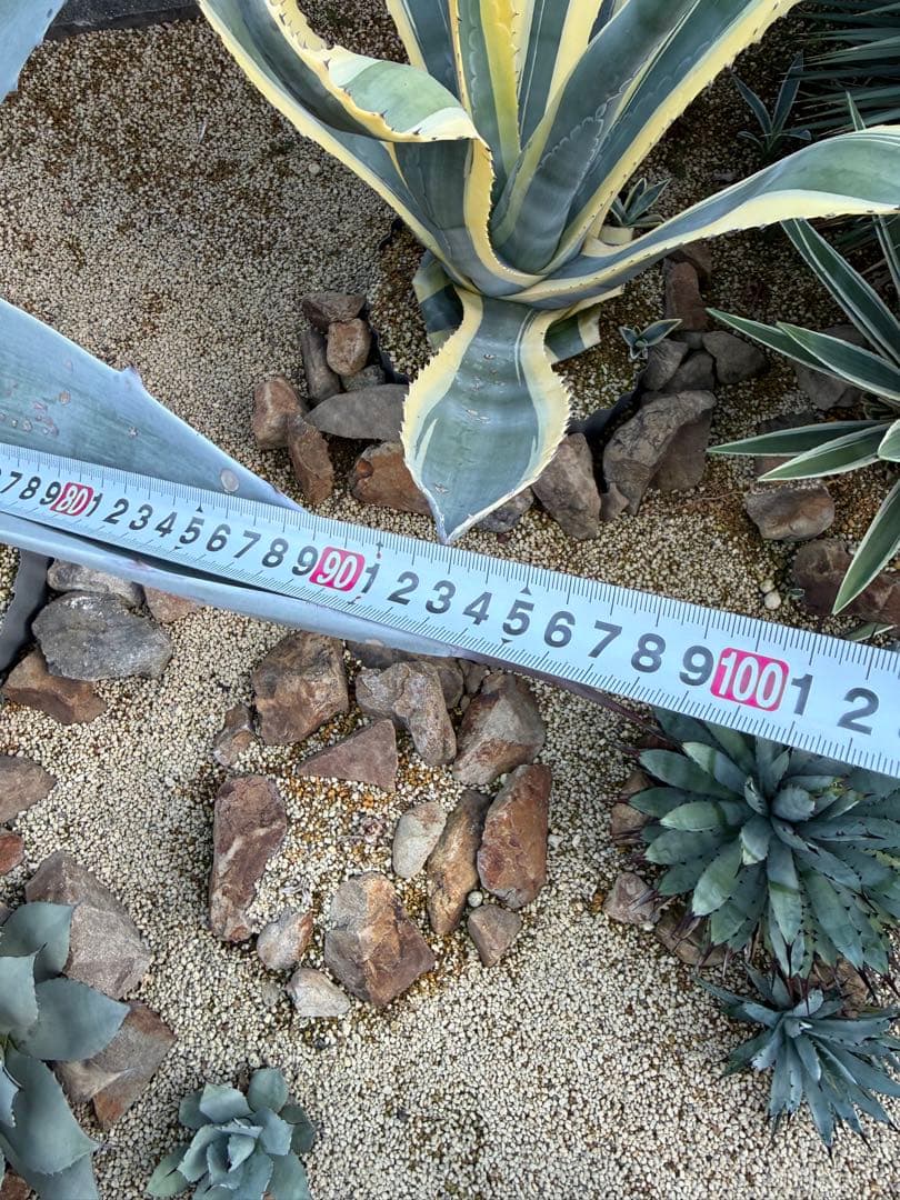 【大型株】ウィンテリアーナ