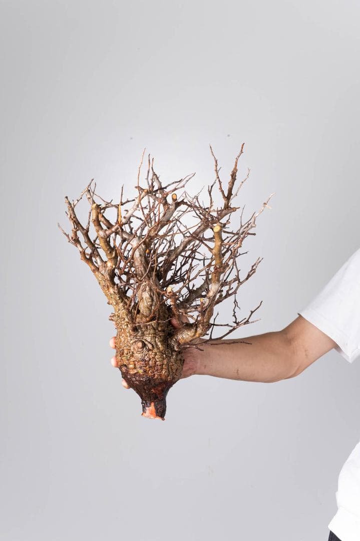 ★本日13時〆 LP56 オペルクリカリア パキプス コーデックス ベアルート株