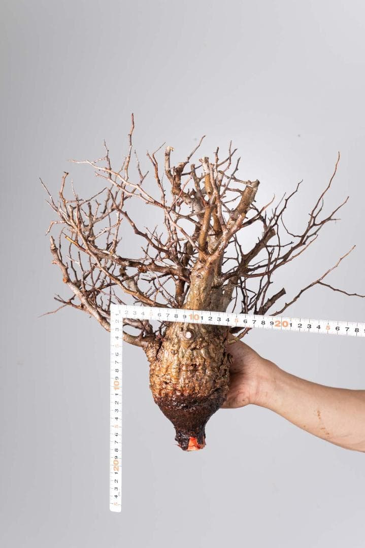 ★本日13時〆 LP56 オペルクリカリア パキプス コーデックス ベアルート株