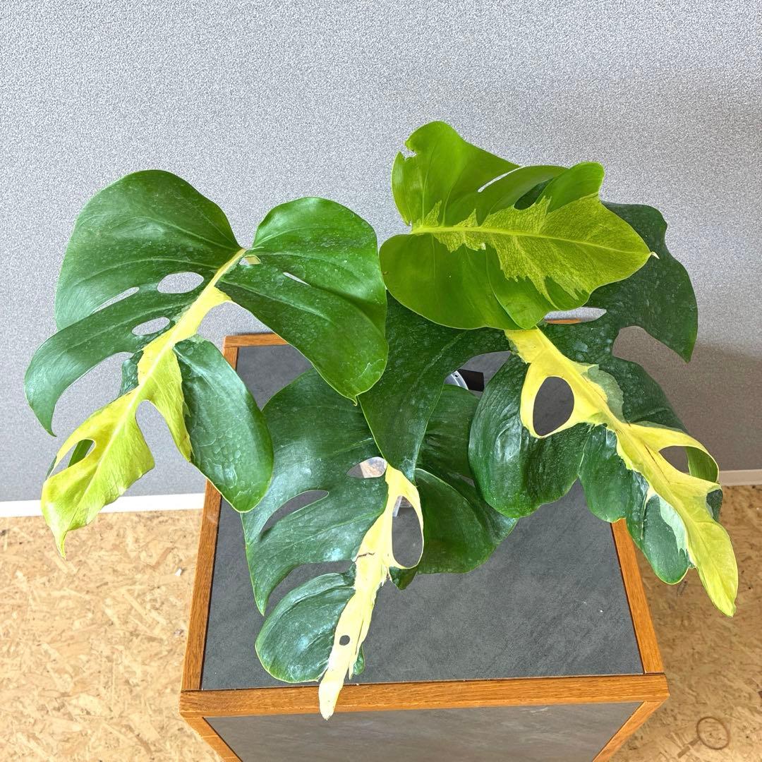 超超絶希少❗️モンステラ　デリシオーサ ホワイト　ラバ✨