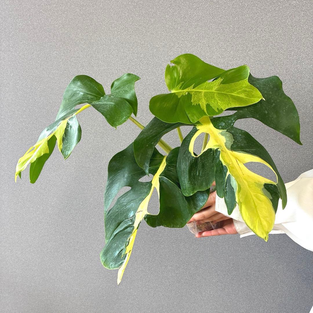 超超絶希少❗️モンステラ　デリシオーサ ホワイト　ラバ✨