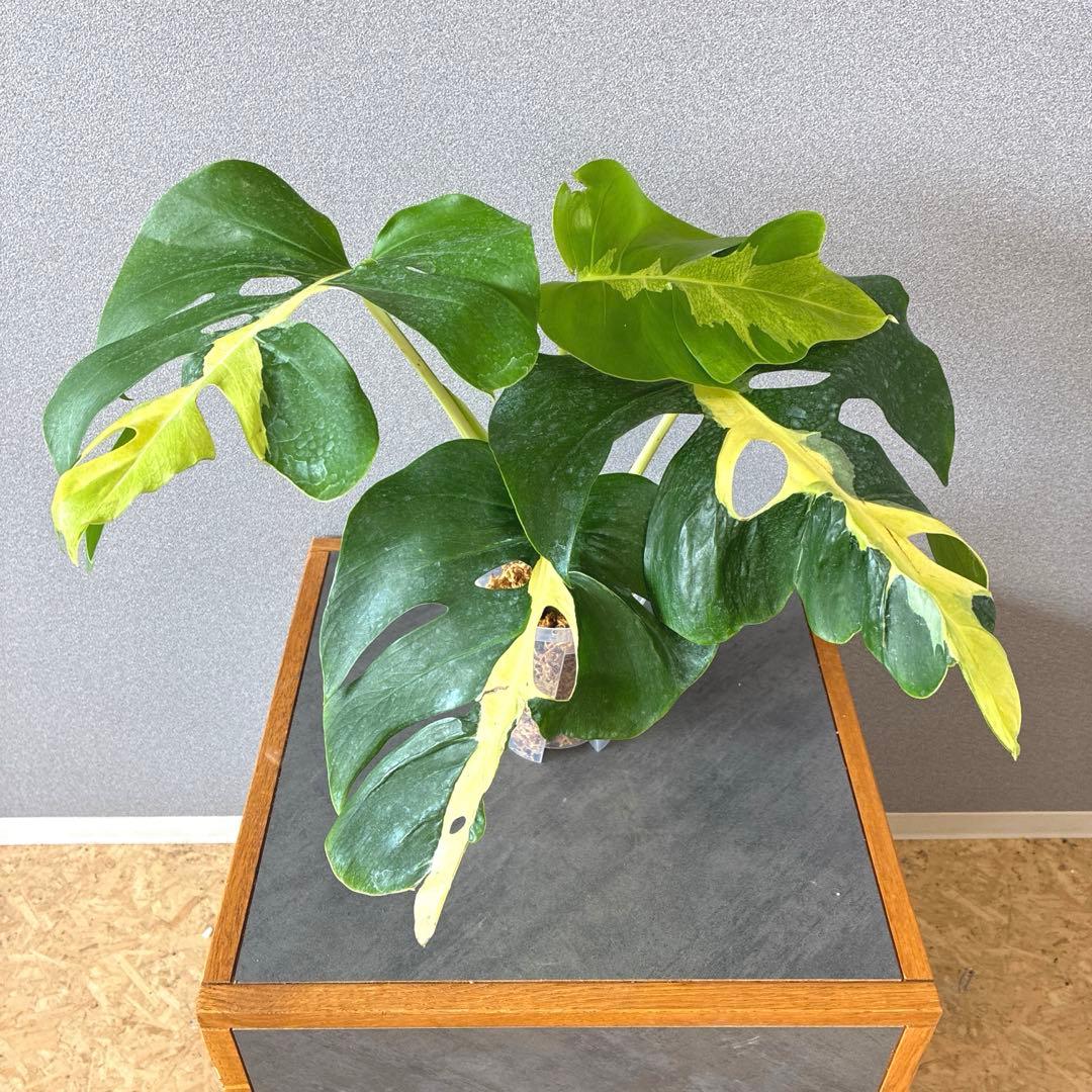 超超絶希少❗️モンステラ　デリシオーサ ホワイト　ラバ✨