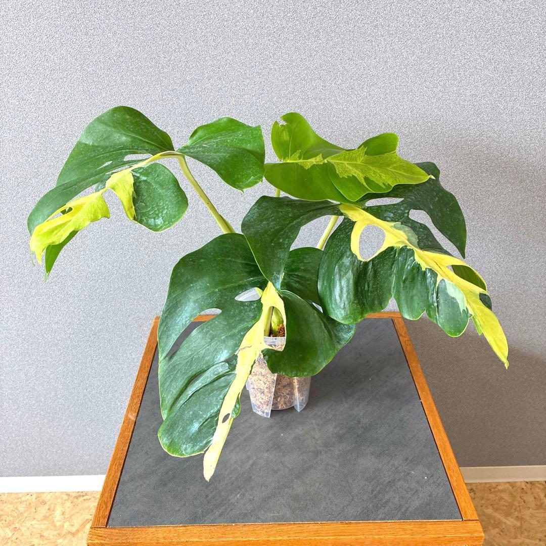 超超絶希少❗️モンステラ　デリシオーサ ホワイト　ラバ✨