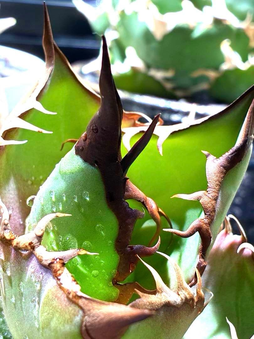 アガベ 実生株　ダブルヘッド　超ロングスパイン　強鋸歯　値引き交渉有り