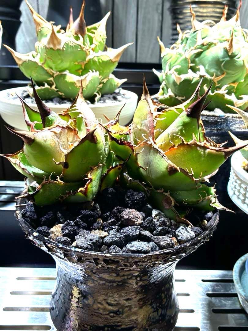 アガベ 実生株　ダブルヘッド　超ロングスパイン　強鋸歯　値引き交渉有り