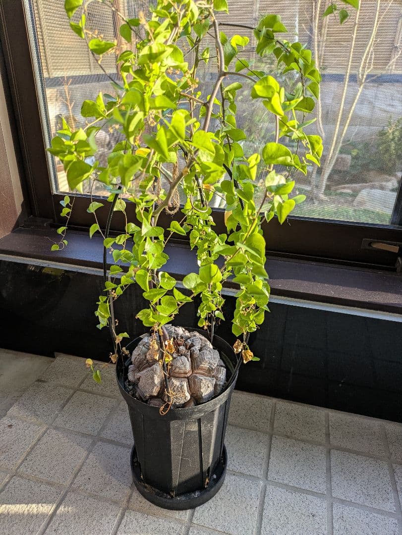 【2/10まで30000円値下げ】【極上品】アフリカ亀甲竜　綺麗な円形です。