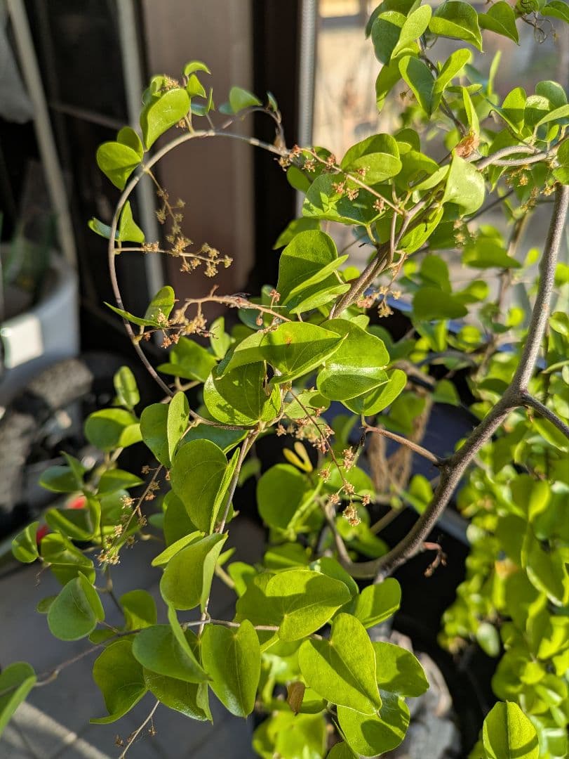 【2/10まで30000円値下げ】【極上品】アフリカ亀甲竜　綺麗な円形です。