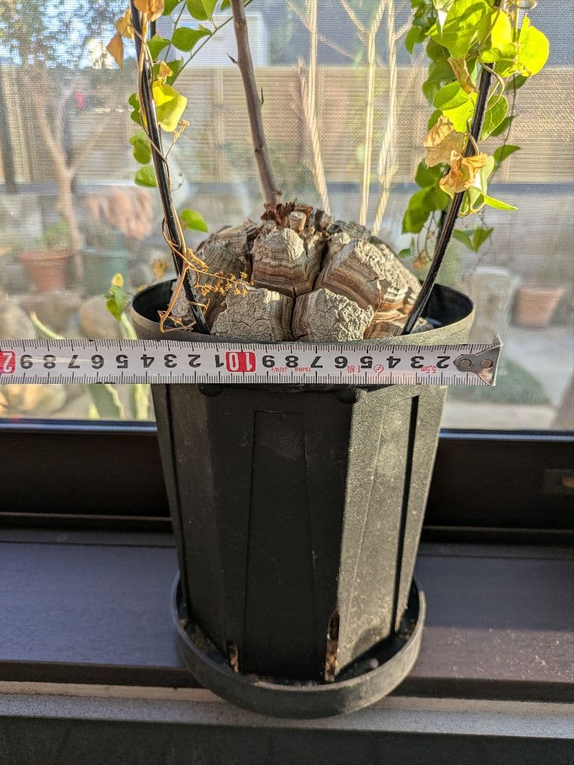 【2/10まで30000円値下げ】【極上品】アフリカ亀甲竜　綺麗な円形です。