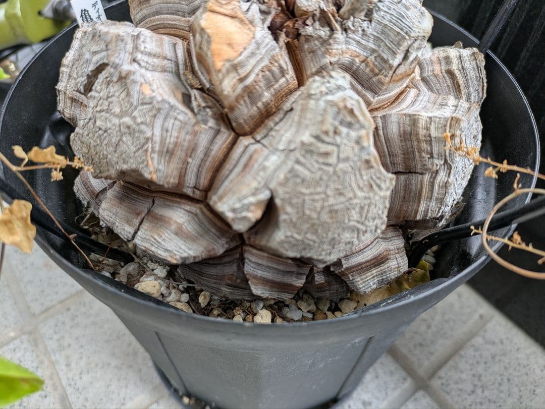 【2/10まで30000円値下げ】【極上品】アフリカ亀甲竜　綺麗な円形です。