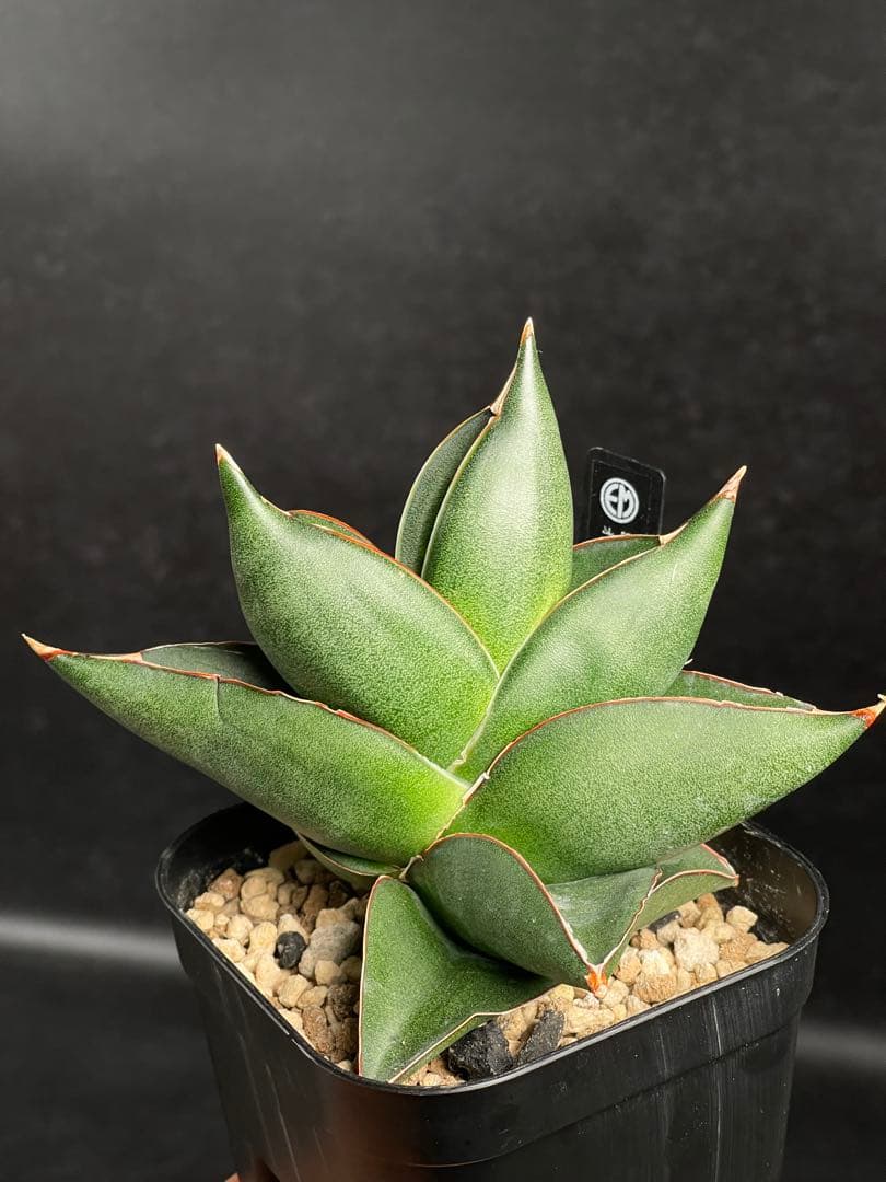 EMP サンセベリア オペラハウス / SA307