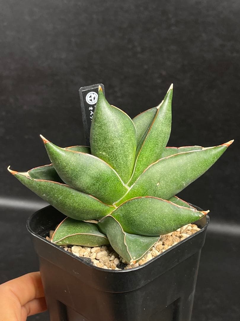 EMP サンセベリア オペラハウス / SA307