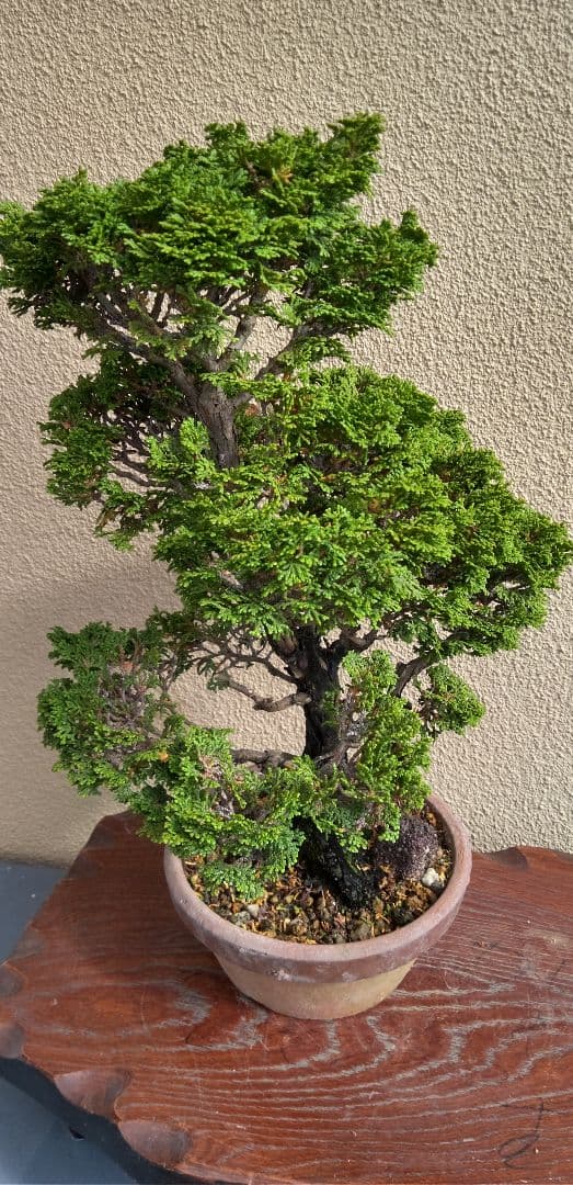 貴風盆栽津山檜