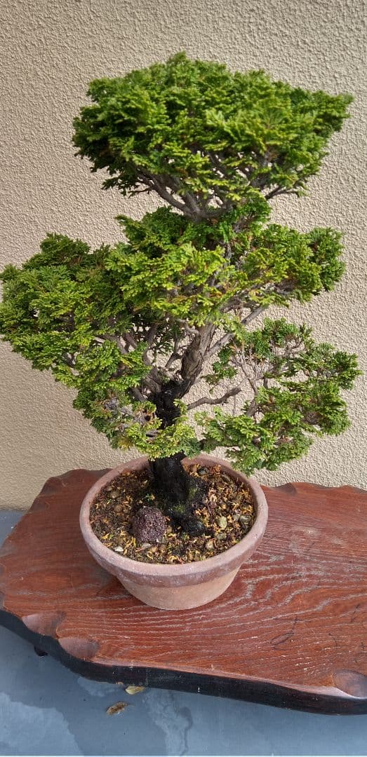 貴風盆栽津山檜